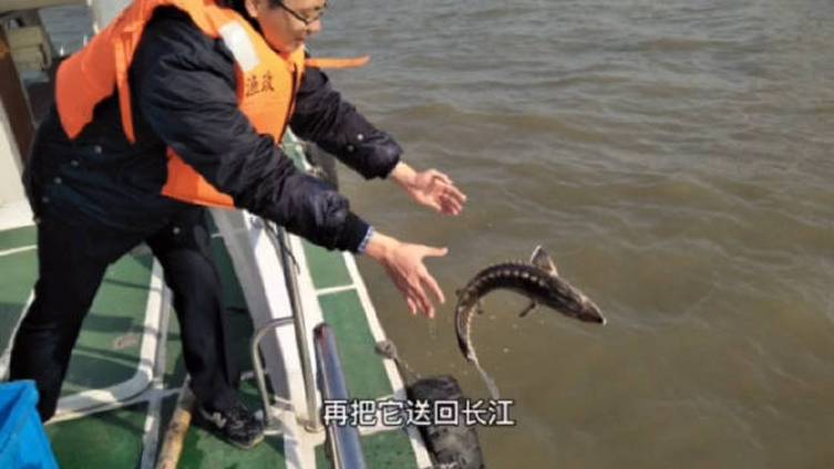 【长江有个中华鲟鱼爸爸 3年拯救54条中华鲟】严御诚是#常熟# 农林行政综合执法大队队员。